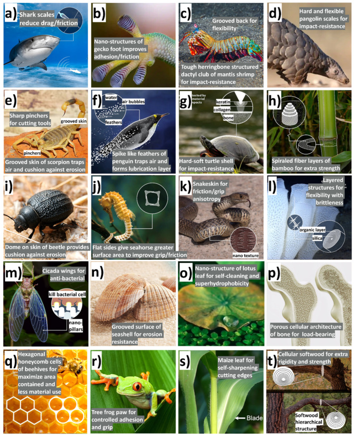 PMC11048303 – biomimetics-09-00209-f002