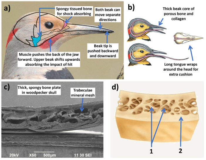 PMC11048303 – biomimetics-09-00209-f017