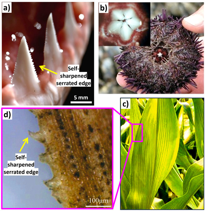PMC11048303 – biomimetics-09-00209-f018