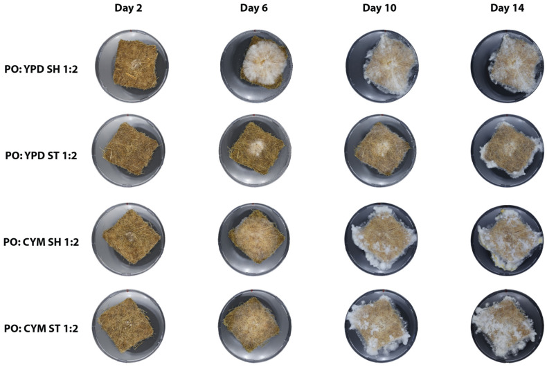 PMC11762511 – biomimetics-10-00033-f004