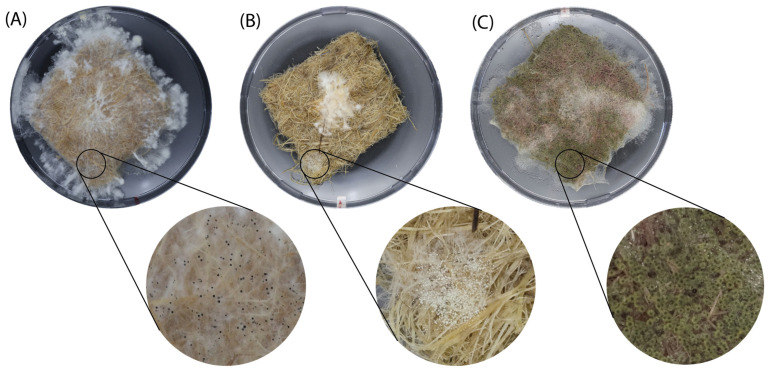 PMC11762511 – biomimetics-10-00033-f0A3