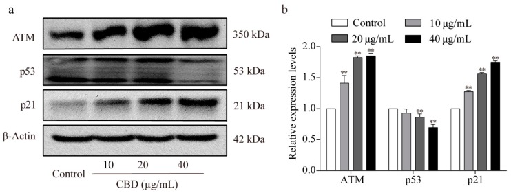 PMC6723681 – biomolecules-09-00302-f003
