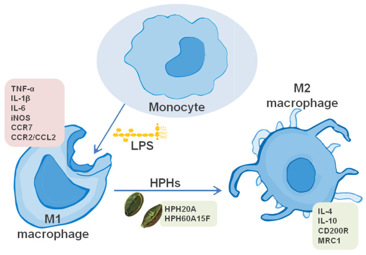 PMC7277103 – biomolecules-10-00803-f005