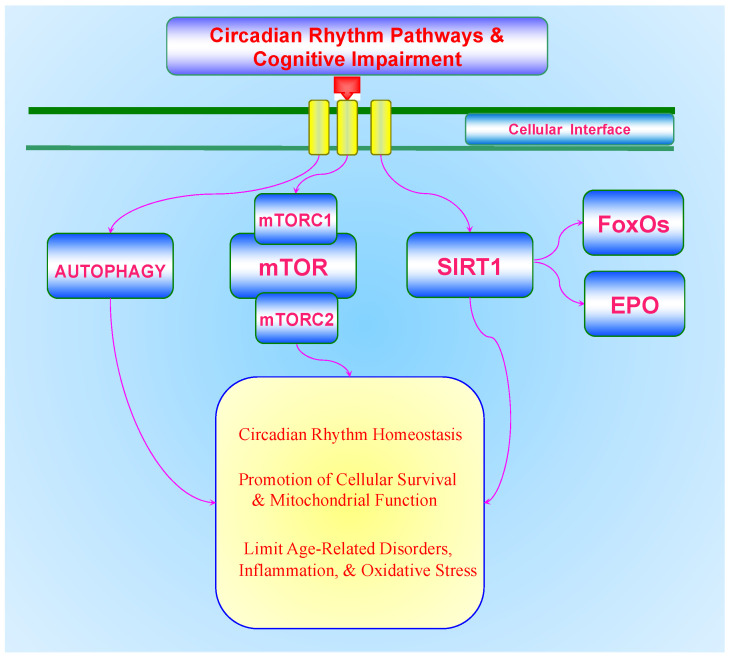 PMC8301848 – biomolecules-11-01002-f001