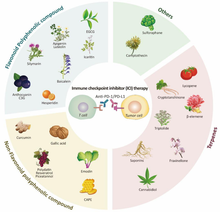 PMC8393583 – biomolecules-11-01107-f001