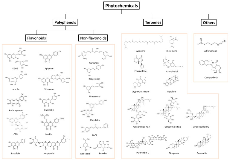 PMC8393583 – biomolecules-11-01107-f003
