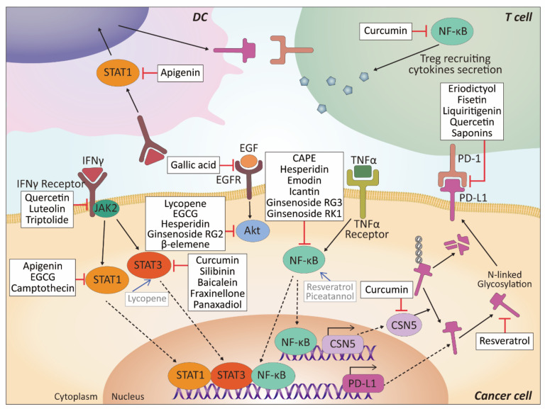 PMC8393583 – biomolecules-11-01107-f004