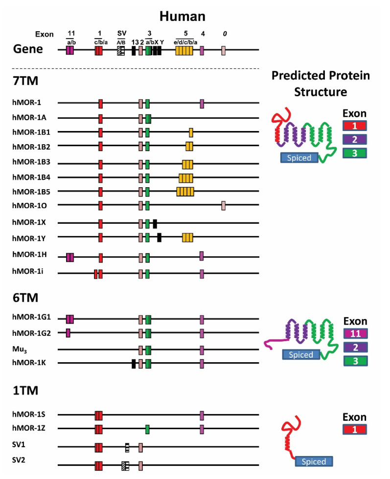 PMC8534031 – biomolecules-11-01525-f001