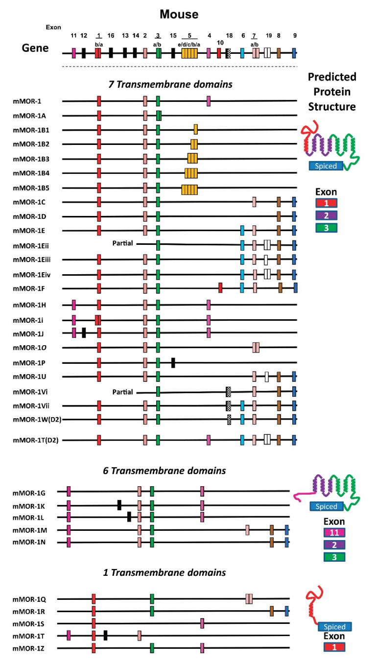 PMC8534031 – biomolecules-11-01525-f002