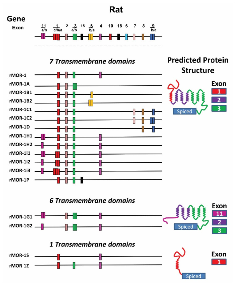 PMC8534031 – biomolecules-11-01525-f003