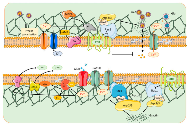 PMC8615865 – biomolecules-11-01697-f003