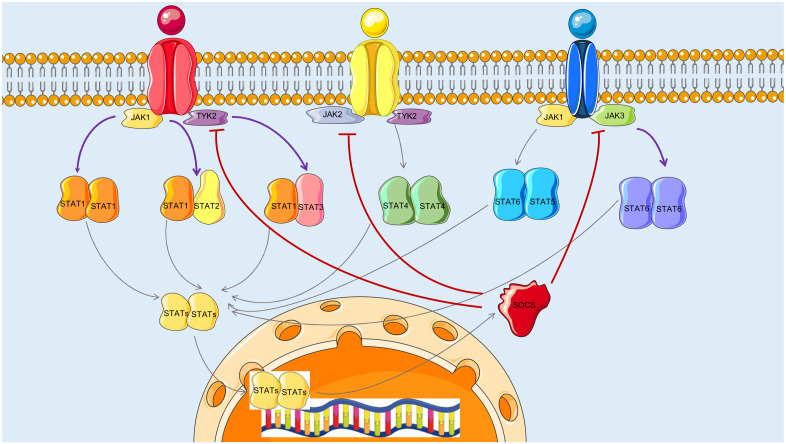 PMC9313337 – biomolecules-12-00906-f003