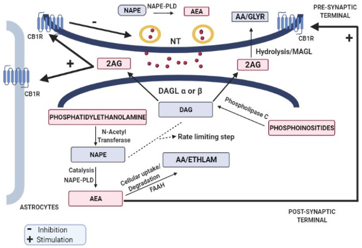 PMC9855787 – biomolecules-13-00162-f001