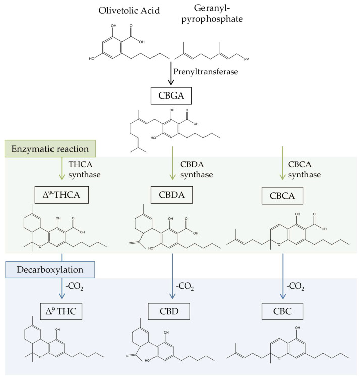 PMC10216468 – biomolecules-13-00764-f001