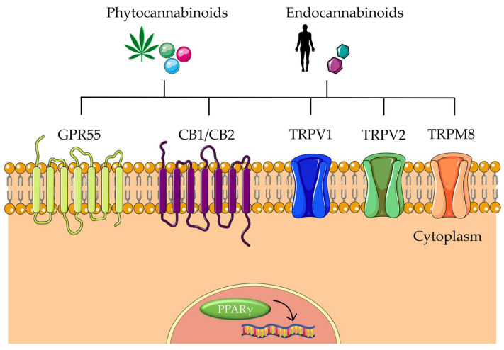 PMC10216468 – biomolecules-13-00764-f004