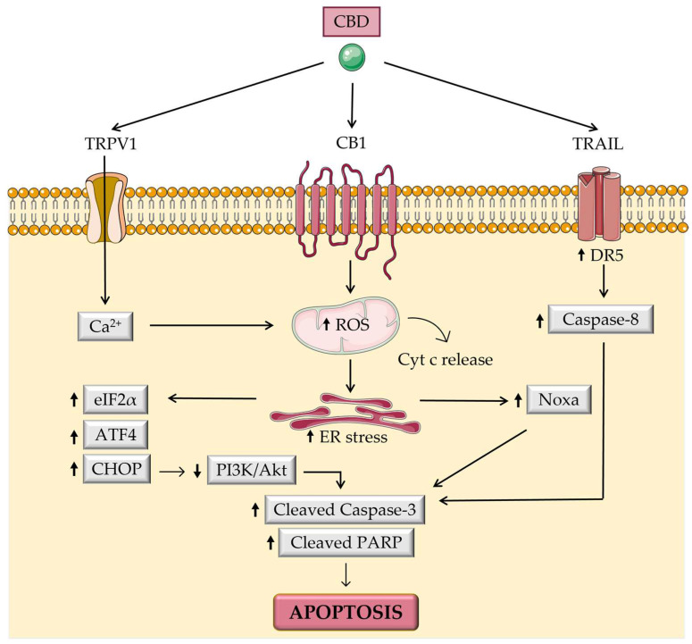 PMC10216468 – biomolecules-13-00764-f005