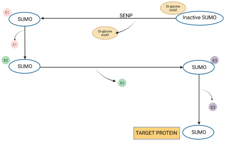 PMC10526757 – biomolecules-13-01388-f003