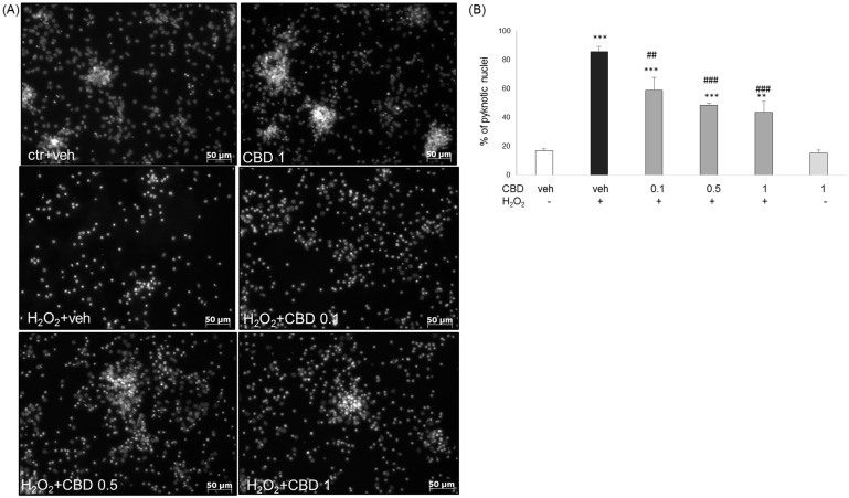 PMC11117811 – biomolecules-14-00564-f005