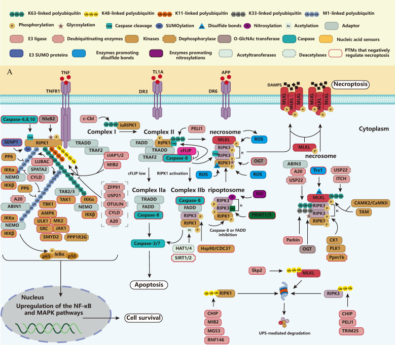 PMC12024652 – biomolecules-15-00549-f001