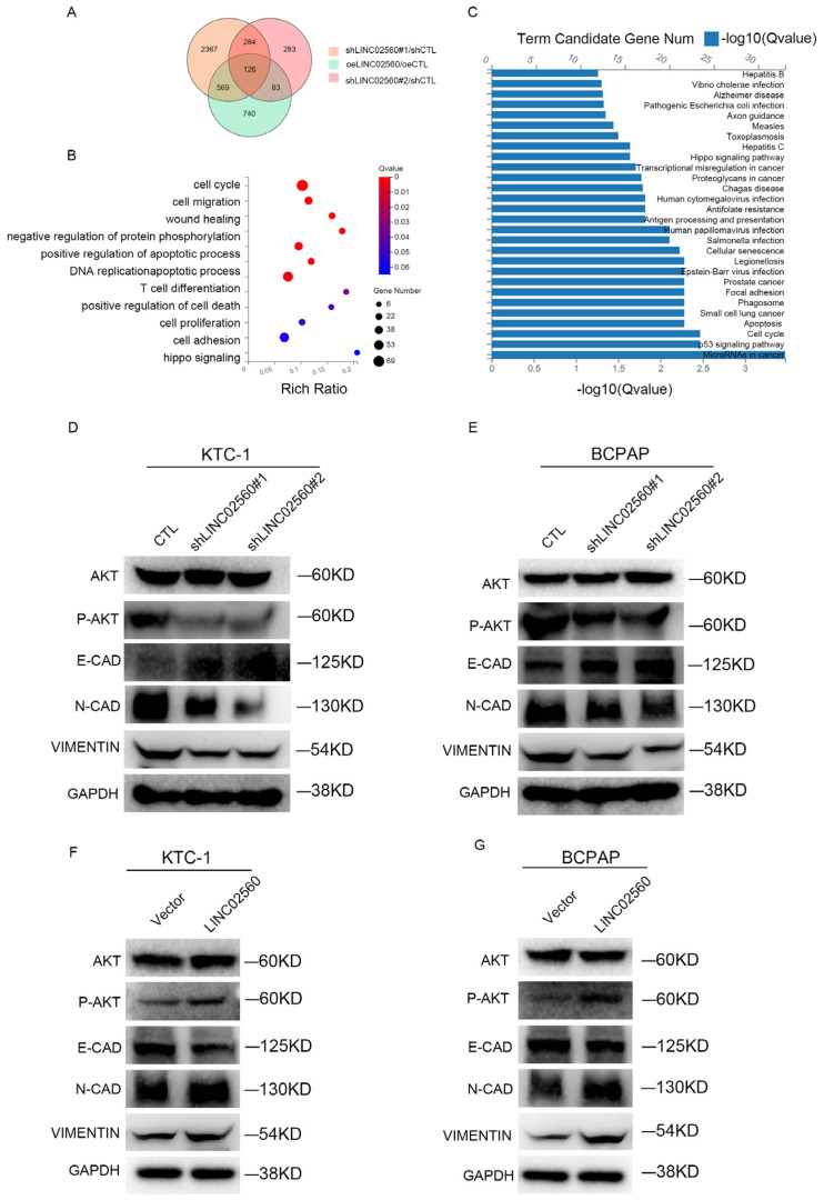 PMC12108885 – biomolecules-15-00630-f003