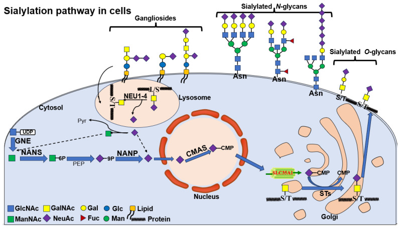 PMC12564715 – biomolecules-15-01375-f002