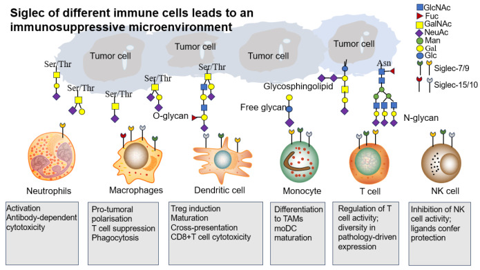 PMC12564715 – biomolecules-15-01375-f004