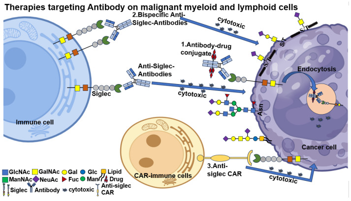 PMC12564715 – biomolecules-15-01375-f005
