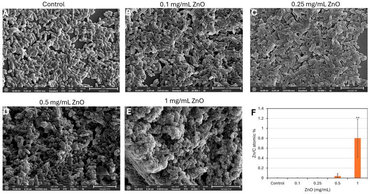 PMC12730517 – biomolecules-15-01660-f005