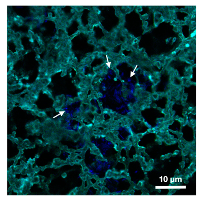 PMC7927109 – biosensors-11-00057-f003