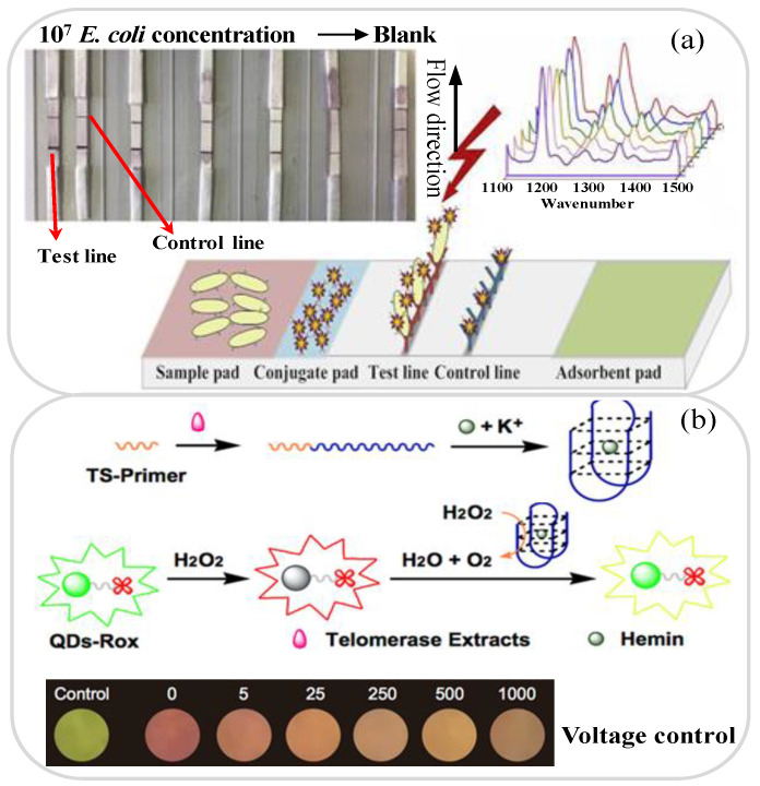 PMC8393526 – biosensors-11-00260-f004