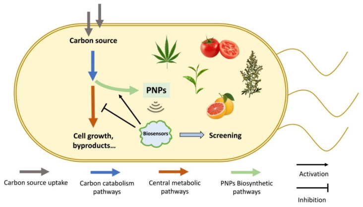 PMC10296705 – biosensors-13-00633-f001