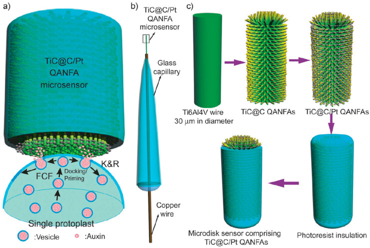 PMC12938242 – biosensors-16-00107-f001