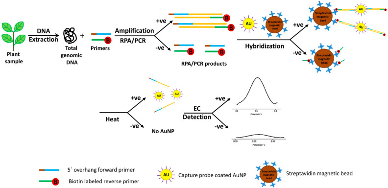 PMC12938242 – biosensors-16-00107-f002