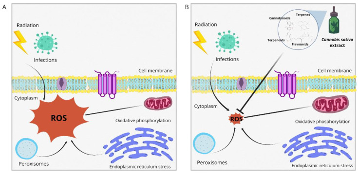 PMC11674990 – biotech-13-00053-f004