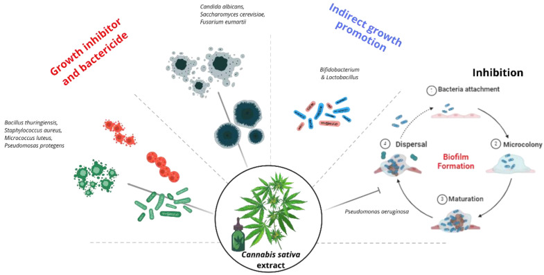 PMC11674990 – biotech-13-00053-f005