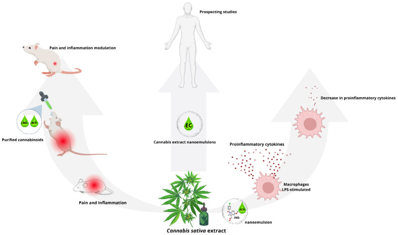 PMC11674990 – biotech-13-00053-f006