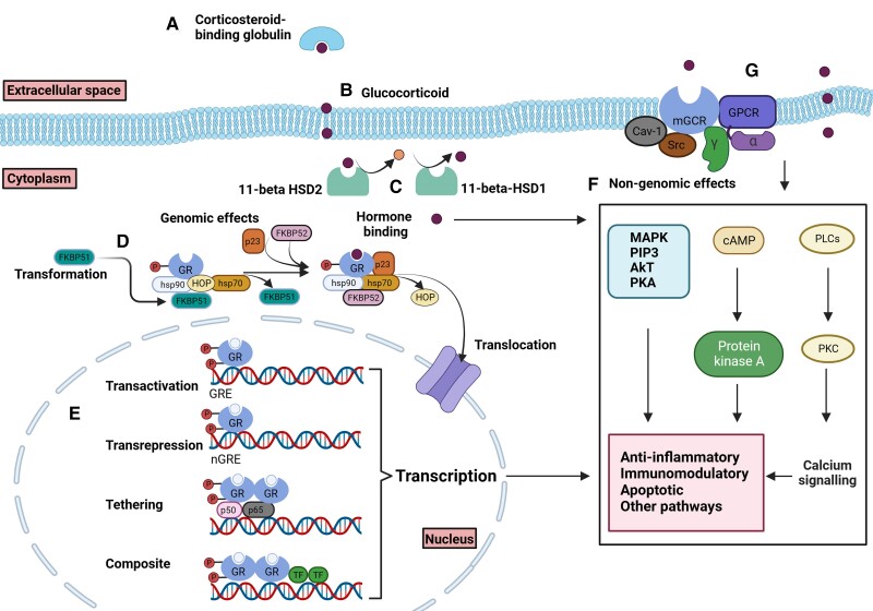 PMC11581704 – bnae016-F2