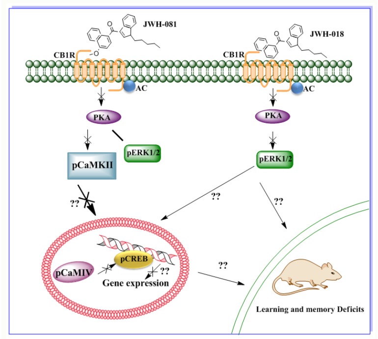 PMC6357179 – brainsci-09-00014-f006