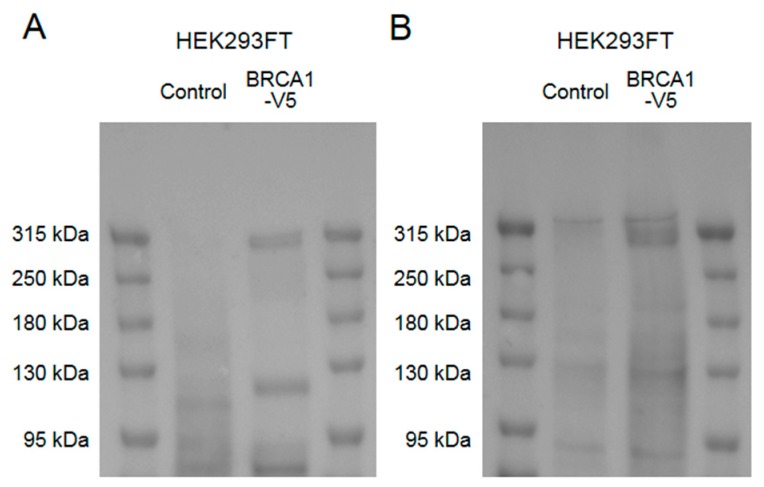 PMC7016802 – brainsci-10-00007-f0A1