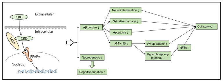 PMC8472755 – brainsci-11-01211-f004