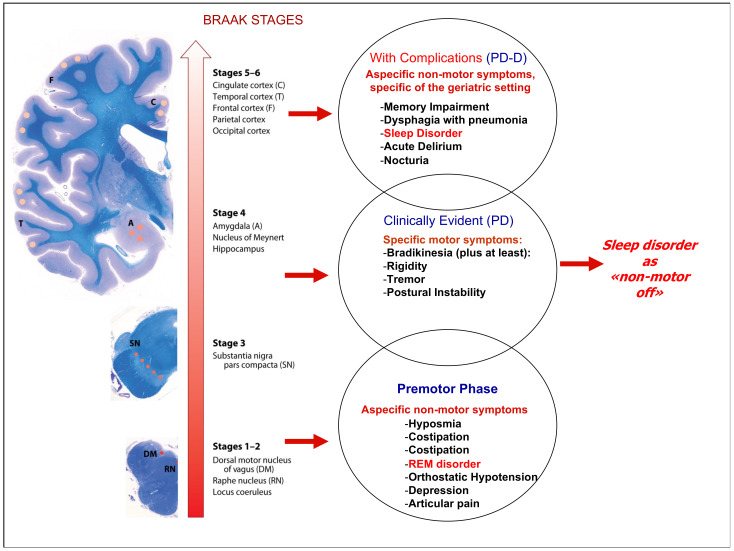 PMC10136671 – brainsci-13-00609-f002