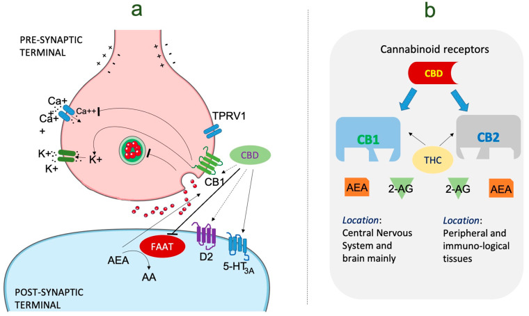 PMC10527076 – brainsci-13-01305-f002