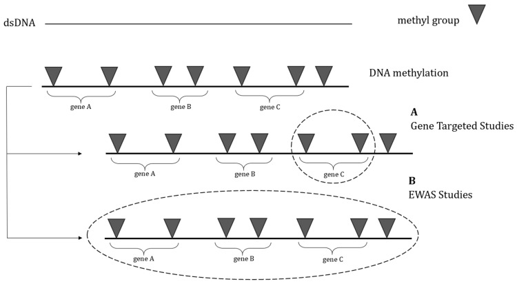 PMC11352561 – brainsci-14-00737-f001