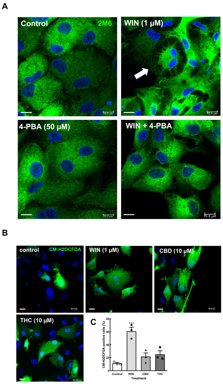 PMC11940308 – brainsci-15-00291-f004