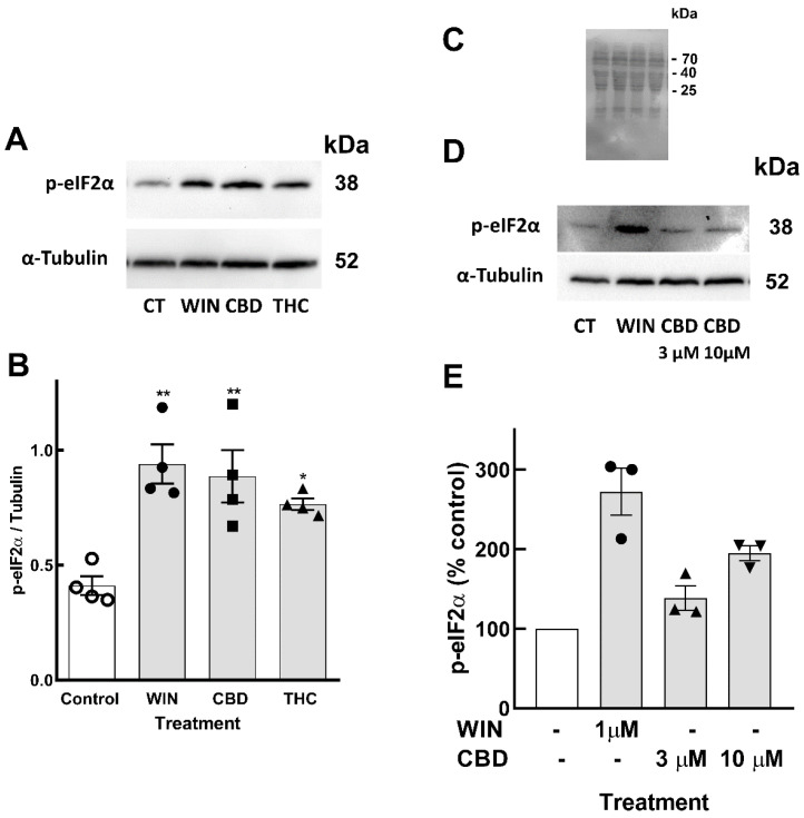PMC11940308 – brainsci-15-00291-f005