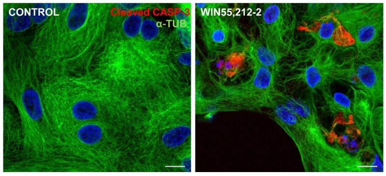 PMC11940308 – brainsci-15-00291-f007