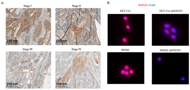 PMC6266312 – cancers-10-00411-f002
