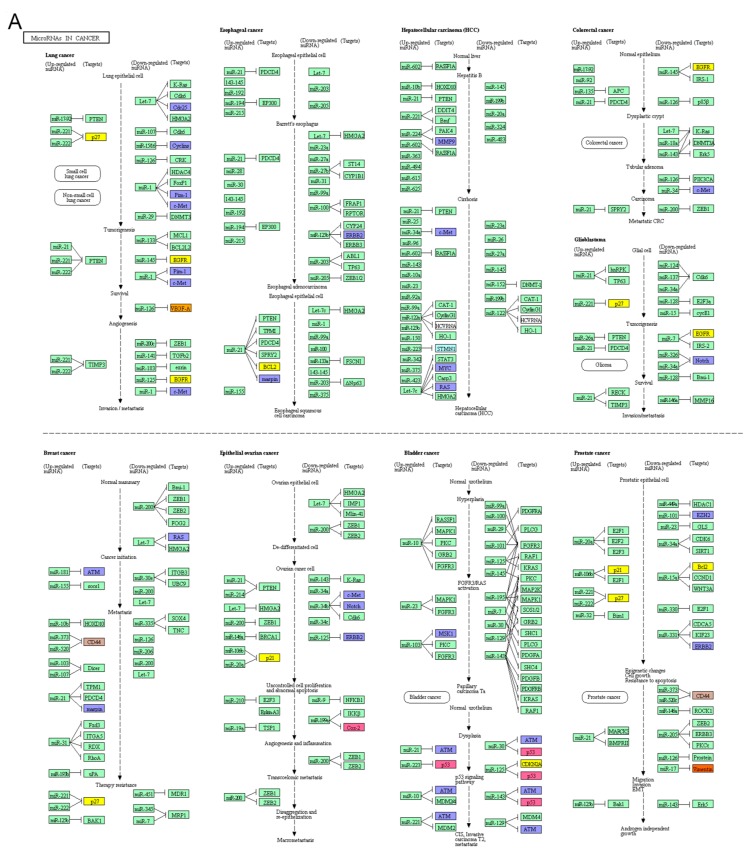 PMC6407036 – cancers-11-00172-f004