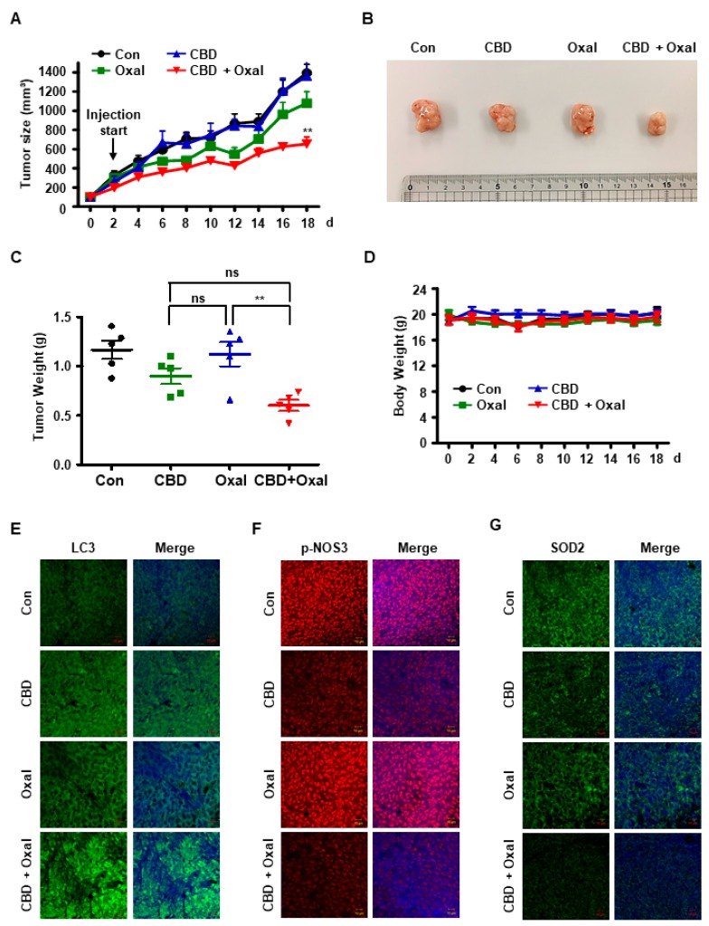 PMC6627455 – cancers-11-00781-f005