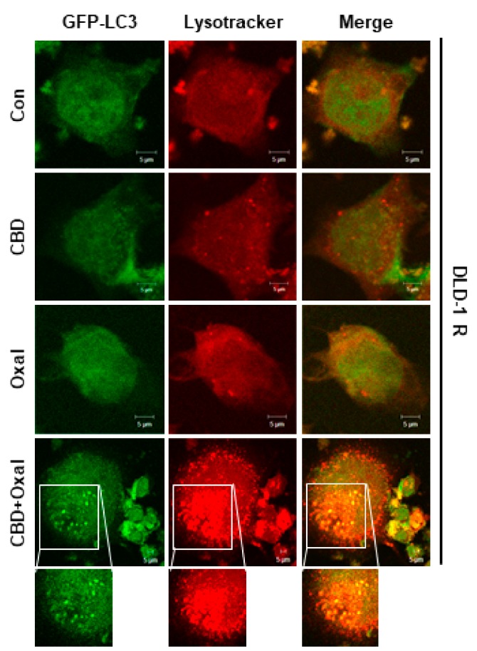 PMC6627455 – cancers-11-00781-f0A1